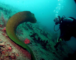 This was on the wreck of the Sea Emperor in Pompano Beach... by Jennifer Pobiak 